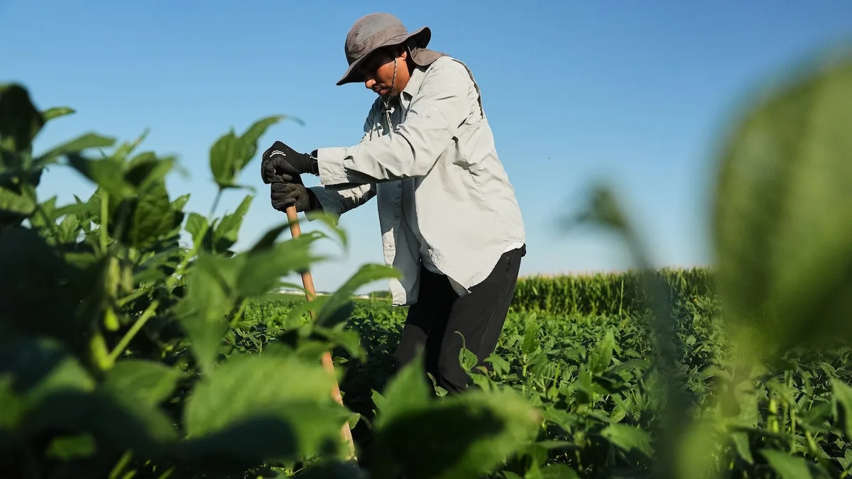 Scientists hope deeper-rooted soybeans can withstand climate extremes and store more carbon
