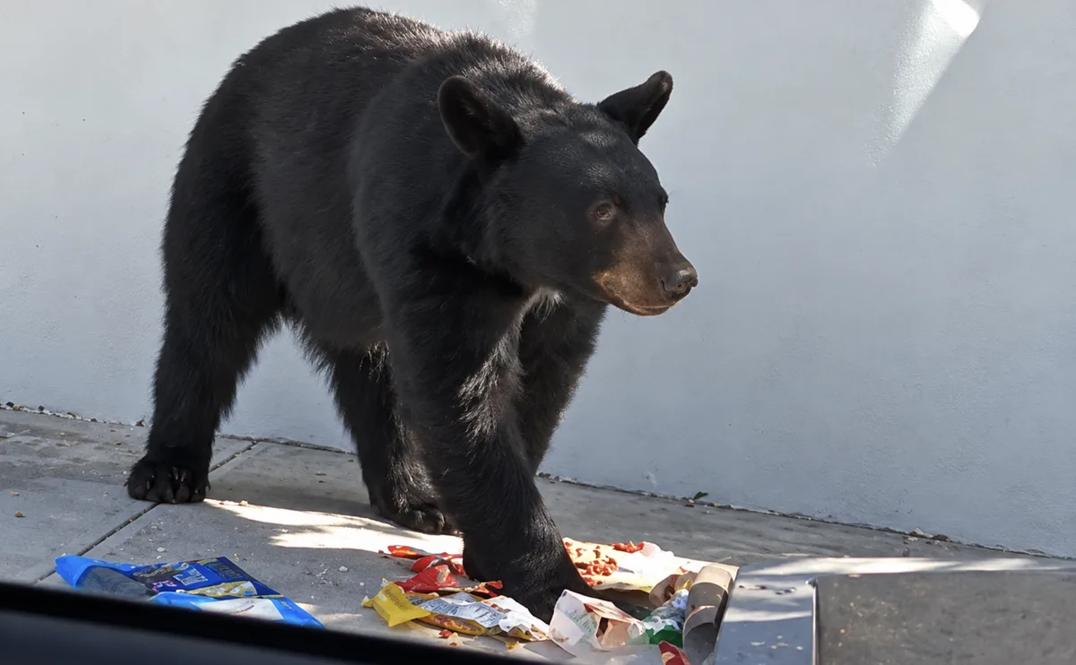 Captan a oso paseando y dándose un ‘banquete’ en San Pedro, Nuevo León (VIDEO)