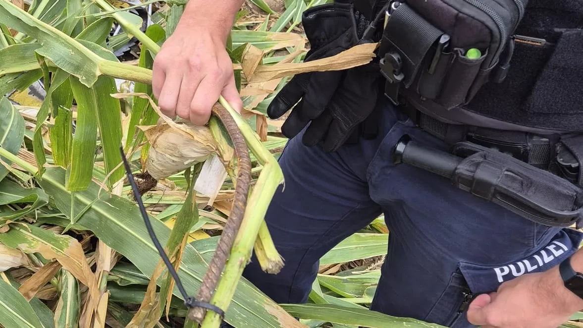 Lebensgefahr bei der Ernte - Unbekannte präparieren Maiskolben mit Stahl