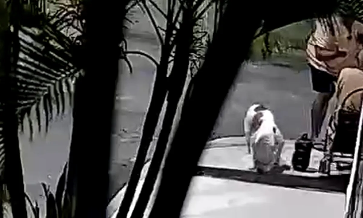 Idoso é agredido a pauladas após reclamar de fezes de cachorro em terreno na Bahia