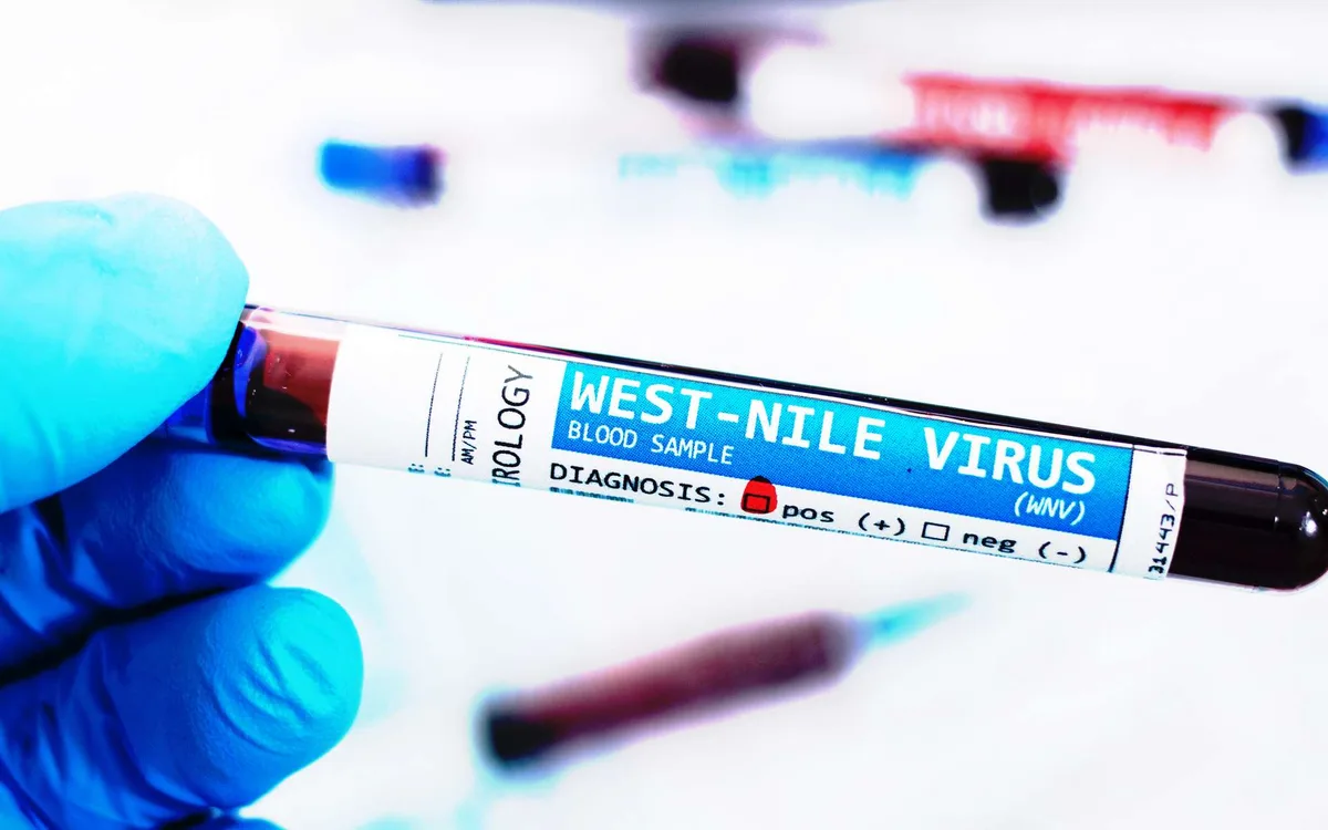 « L’année 2026 marque un tournant » : le virus du Nil occidental étend sa présence à un rythme inédit en France