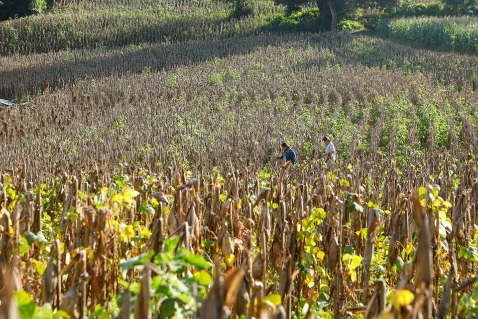 El fenómeno de El Niño presiona los precios del frijol, el arroz y el maíz en El Salvador
