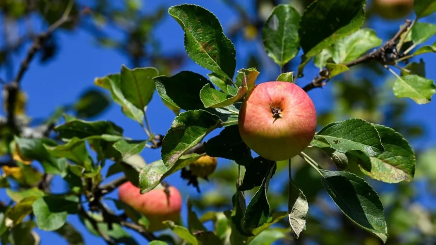 Schätzung der Obstbaubetriebe: Hitze und Trockenheit schmälern Apfelernte