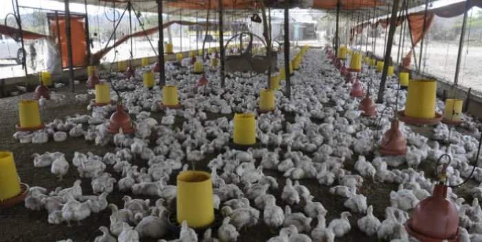 Producción avícola registró un alza del 12 % durante la primera mitad del año