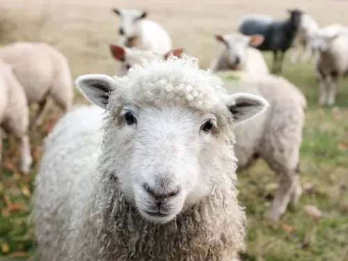 Ewe couldn't make this up: Bank censors 'explicit' sheep mascot images