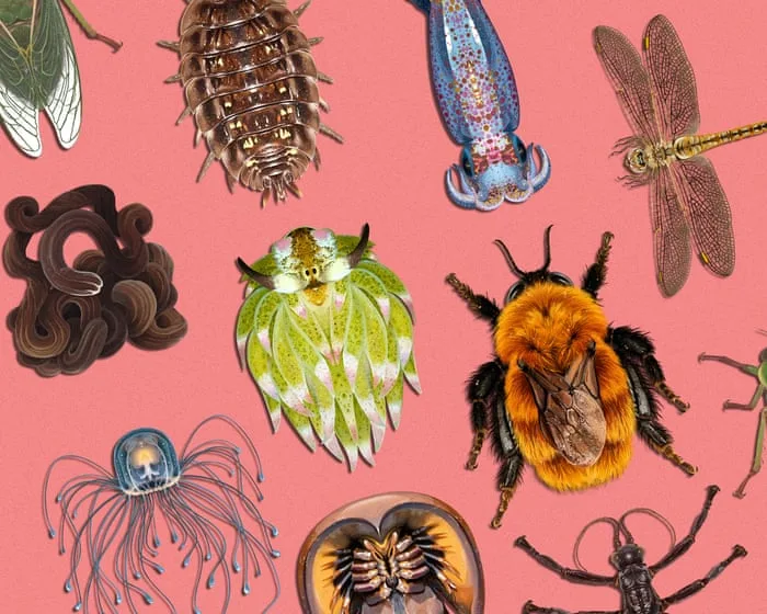 Winner of Invertebrate of the Year 2026 crowned – and it is the size of a grain of rice
