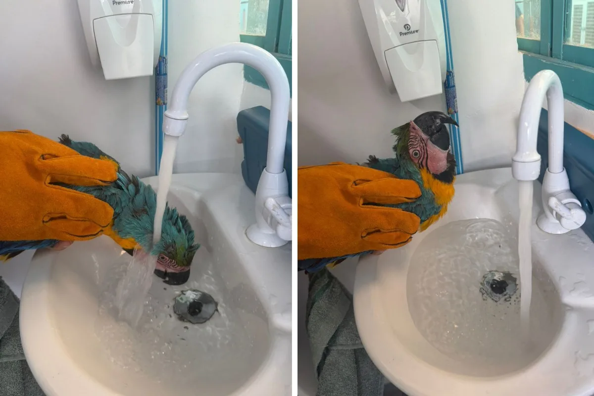 Arara presa em cerca elétrica é resgatada por moradores em Campo Grande