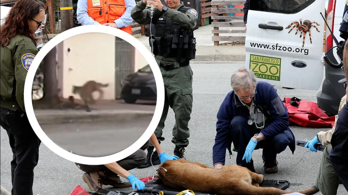 Repéré en pleine ville, ce puma a défié les autorités de San Francisco avant sa capture