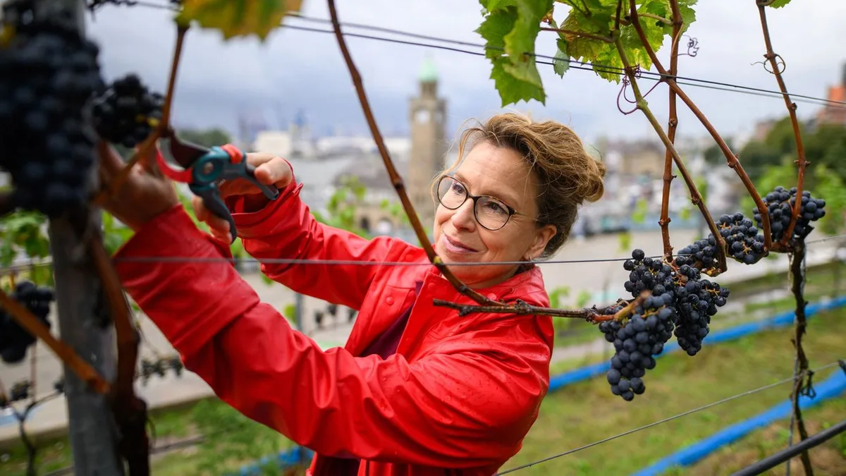 Rotwein aus Hamburg?: Hamburg prüft Schritte gegen Traubendiebe im Weinberg