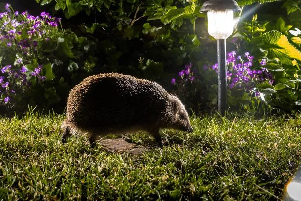 Never leave these foods out for hedgehogs in your garden