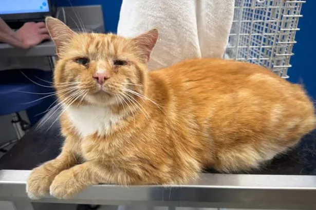 Missing cat found 86 miles away from home almost one year after he disappeared