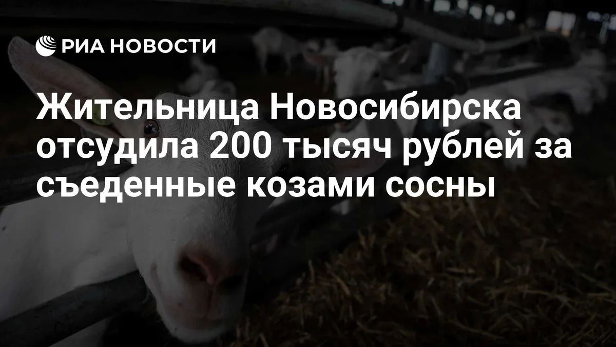Жительница Новосибирска отсудила 200 тысяч рублей за съеденные козами сосны