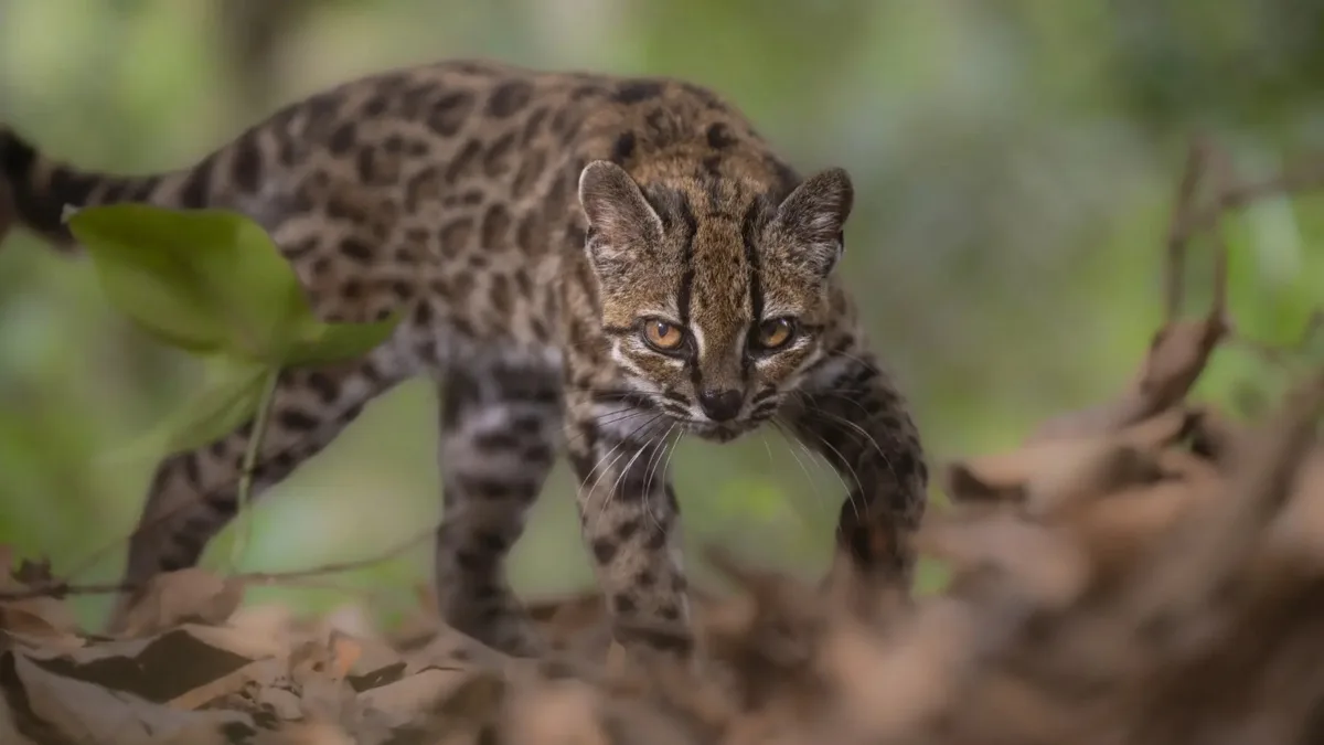 Nova espécie de felino é descoberta após mais de um século