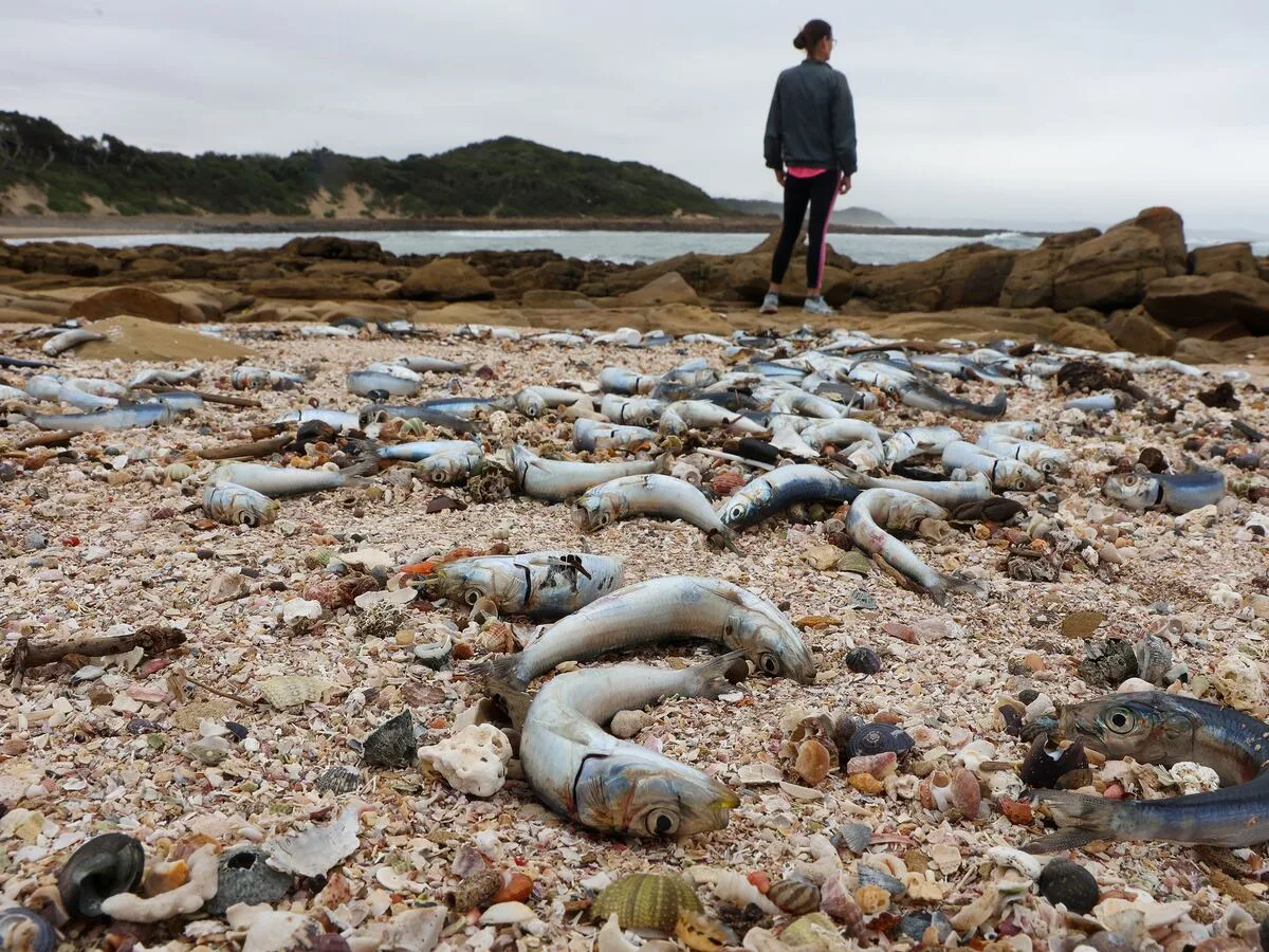 Pilchard virus will hit prices, economy and other marine life