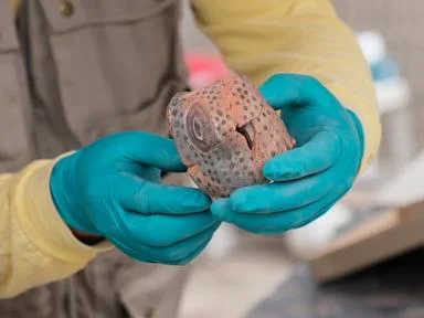 Archaeologists unveil skeletal remains believed to be ritual offering in Lima