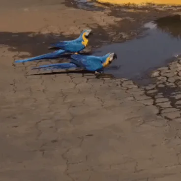 Araras saciam sede em buraco com água parada no centro de São Gabriel do Oeste