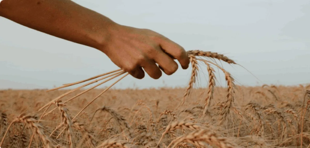 Brics Summit 2026: Grain Exchange looks promising, but hurdles remain