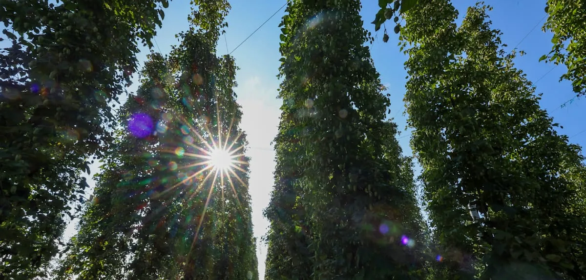 Die Craft-Bier-Revolution ist vorbei – und die Hopfenbauern zahlen den Preis
