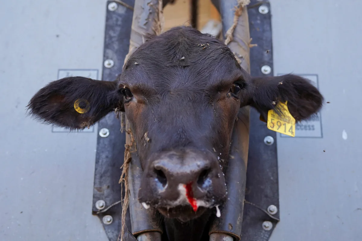 EEUU flexibiliza el veto por gusano barrenador al ganado mexicano, pero el precio de la carne de res no bajará pronto