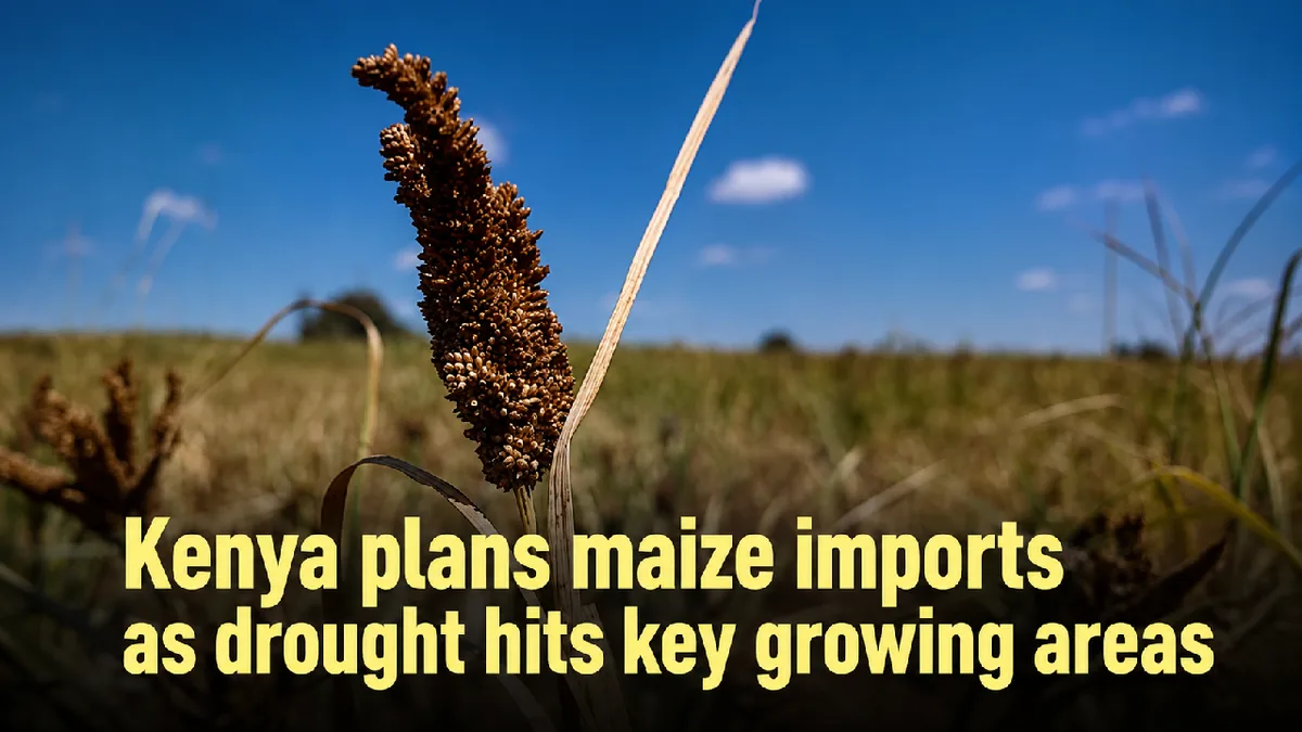 Kenya plans maize imports as drought hits key growing areas