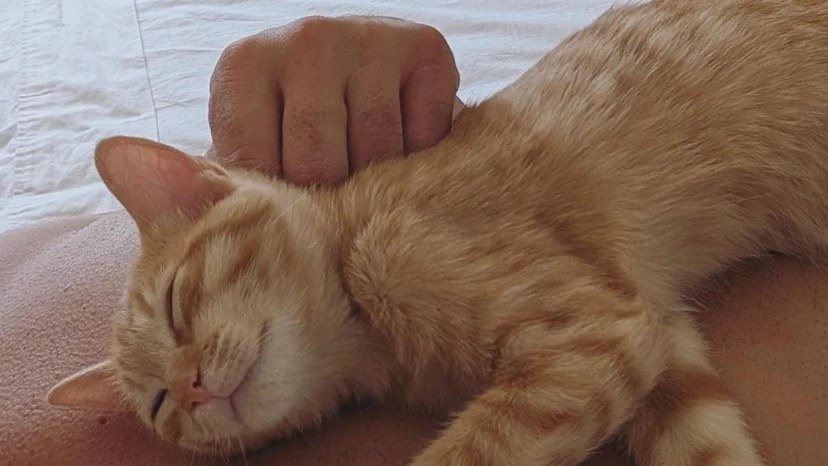 Los psicólogos coinciden: las personas desarrollan apego por los gatos para regular su inestabilidad emocional