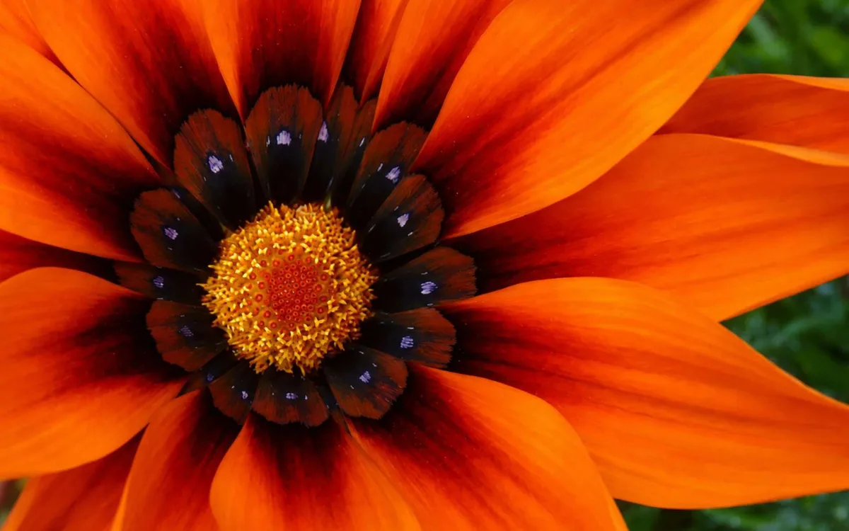 Regardez bien cette fleur : elle ne sera plus la même dans quelques heures !