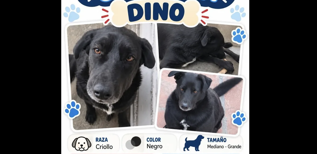 Buscan a Dino, perrito extraviado en Saltillo; ofrecen recompensa de 5 mil pesos
