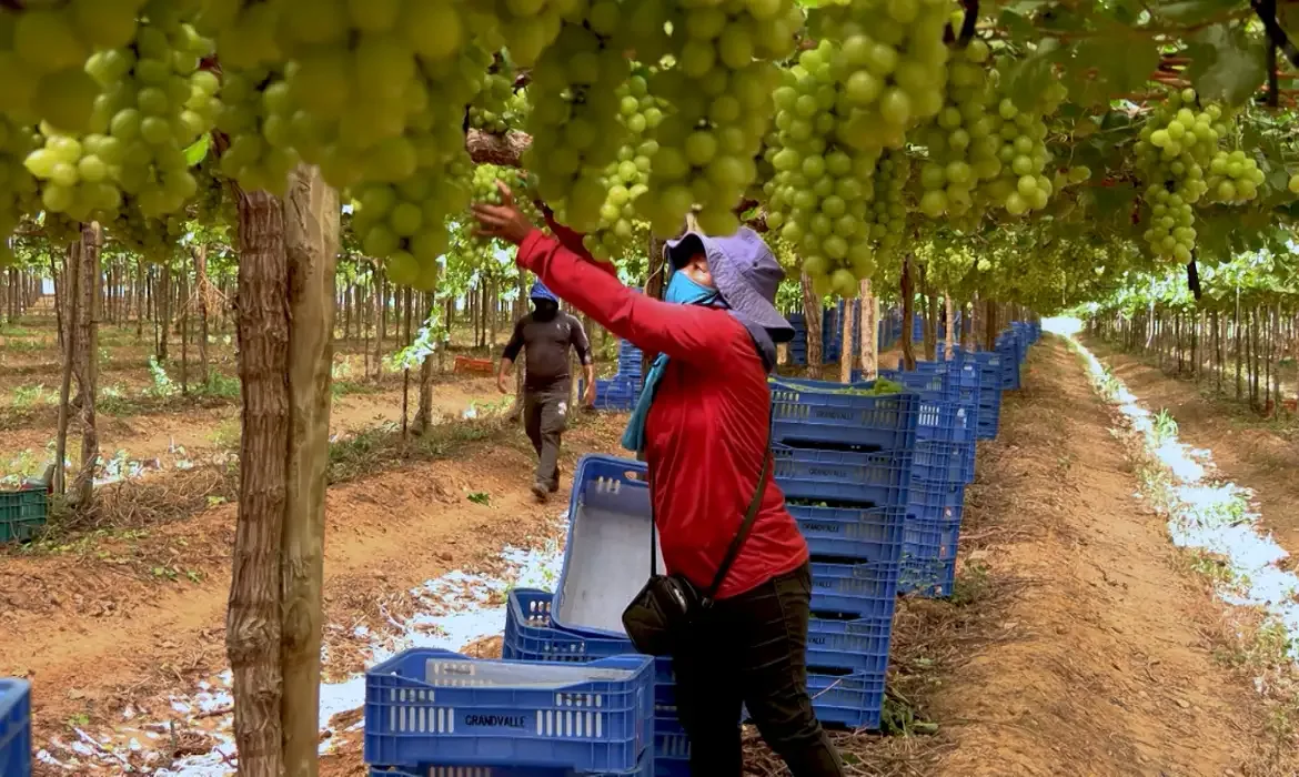 Trabalha no campo? Conheça seis benefícios do INSS para mulheres