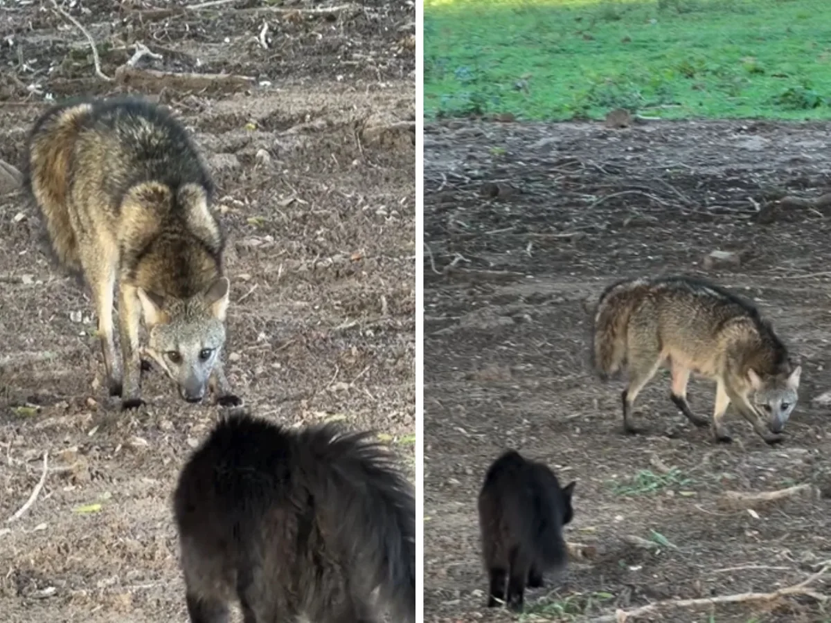 Gato põe lobinho para correr em fazenda de MS: ‘pequena fera pantaneira’