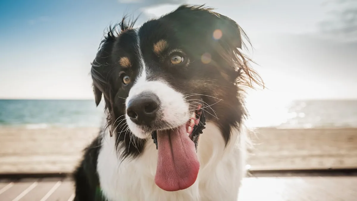 Warnsignal beim Vierbeiner - Wann ist Hecheln beim Hund gefährlich?