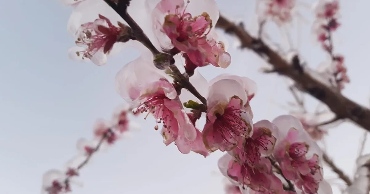 Período crítico de heladas para la fruticultura en los valles, esperan mínimas de -7°C este fin de semana