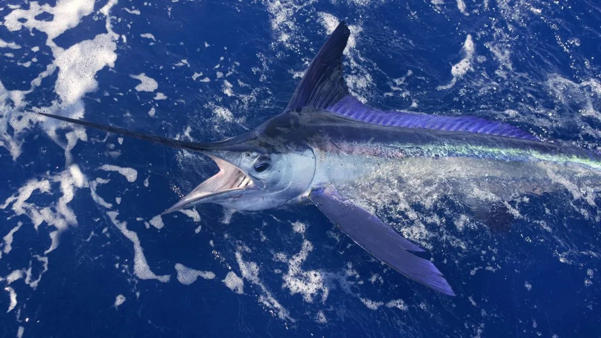 Pescadores travam batalha de 3 horas e puxam marlim-azul de mais de 500 kg — e o recorde mundial é brasileiro