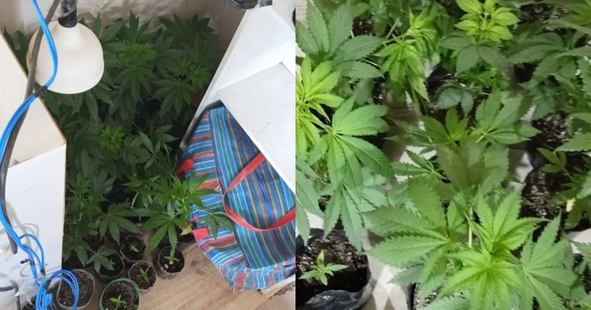 Buscaban un arma por una causa por disparos en Roca: hallaron más de 2 kilos de marihuana y 20 plantines