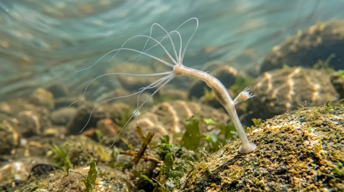 Un estudio revela qué hace envejecer a una hidra considerada biológicamente inmortal