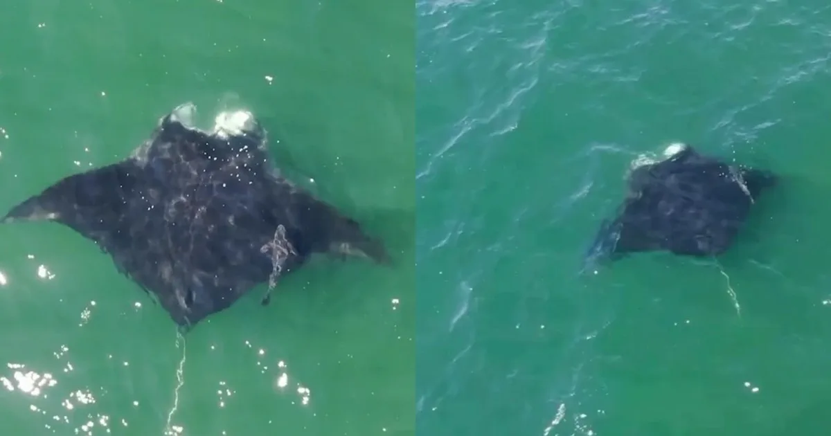 Una mantarraya gigante apareció cerca de una playa de Nueva York y sorprendió a los visitantes