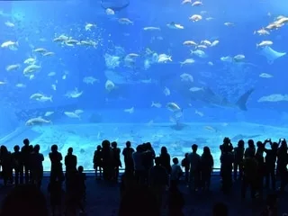 Un visiteur de 21 ans succombe à un malaise cardiaque à l’aquarium Nausicaá