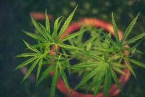 Habeas Corpus não é adequado para autorizar cultivo de cannabis medicinal