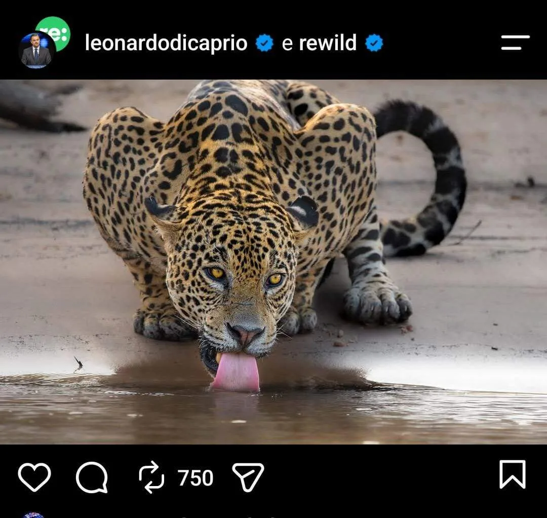 Leonardo DiCaprio compartilha foto de onça-pintada no Pantanal de MS