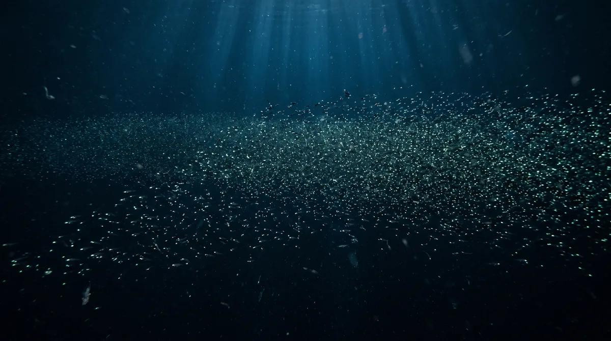 O peixe mais numeroso do planeta pode viver onde quase ninguém vê e formar uma população estimada em escala de quatrilhões