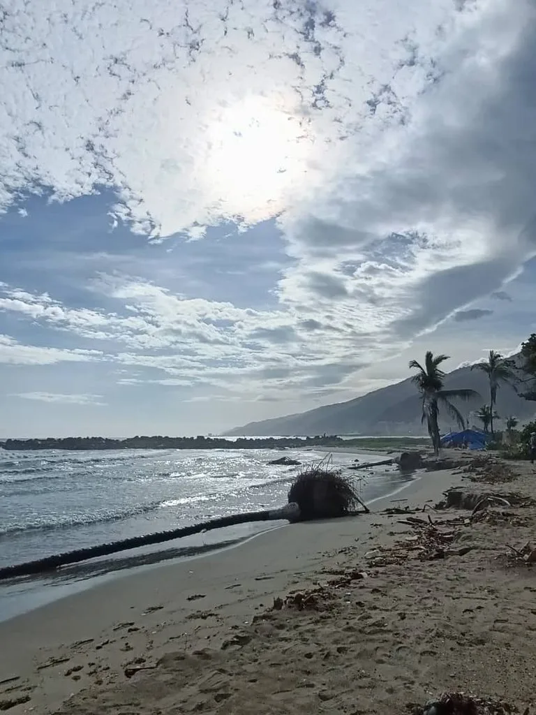 Tras los terremotos el mar suena diferente en playa Los Cocos de La Guaira y ya tumbó dos cocoteros