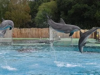 Le zoo de Beauval renonce à accueillir les dauphins du Marineland d’Antibes