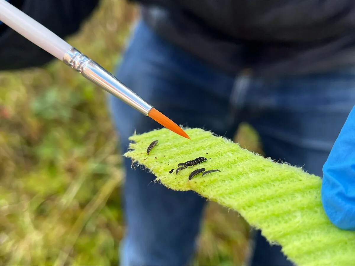 Pirilampos voltam a brilhar numa reserva inglesa após um século de escuridão