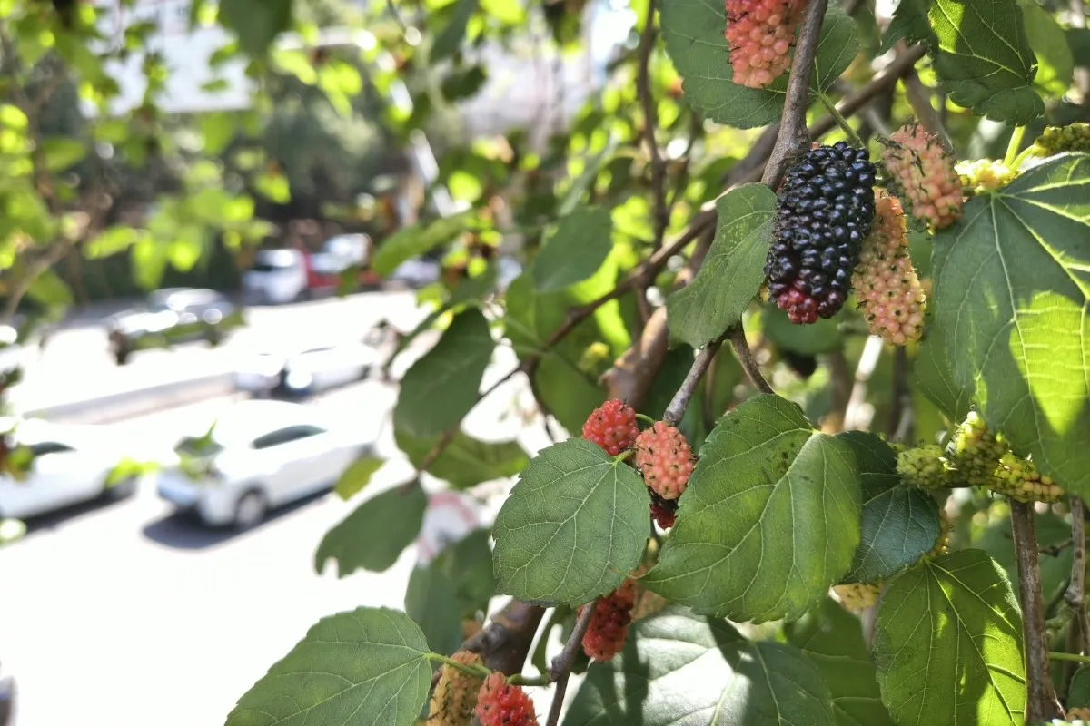 Pomar urbano: copas carregadas de frutas provocam corrida a árvores em SP