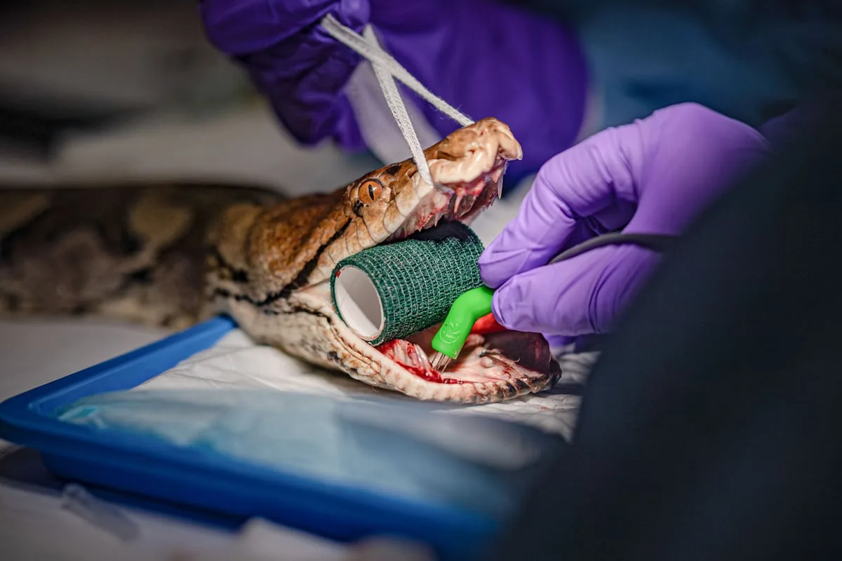 Snake believed to be first in the world to benefit from human cancer treatment