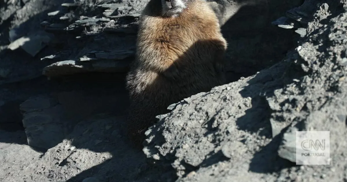 “Mortas por diversão”. França discute proibir caça de marmotas