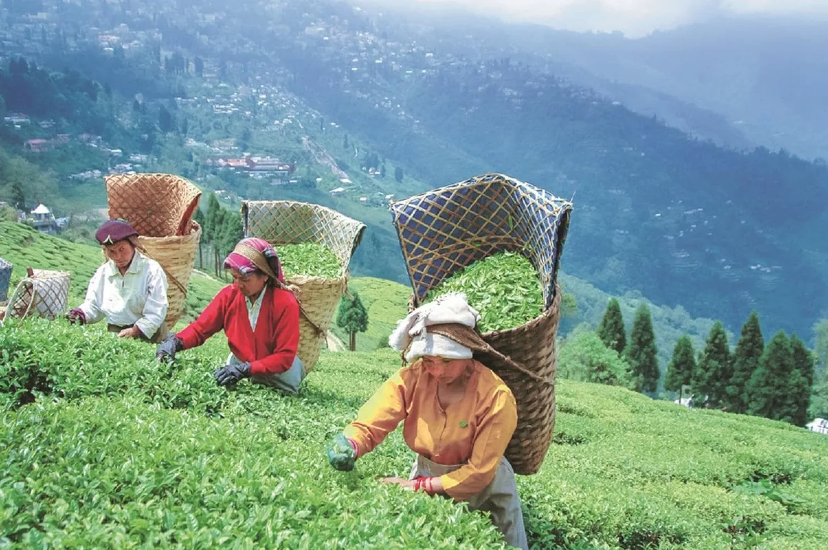 ITA seeks West Bengal tea policy push for Darjeeling, Dooars-Terai