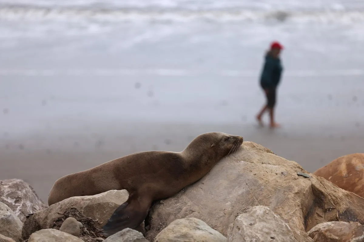 More sea lions falling ill in California in bad sign of what’s to come
