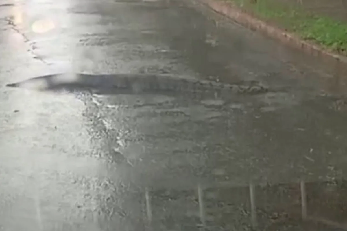 Jiboia para o trânsito enquanto atravessava rua embaixo de chuva em Campo Grande; veja vídeo