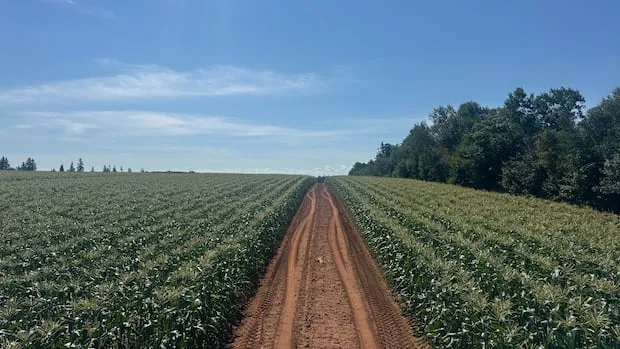 A cold spring delayed P.E.I. sweet corn. Now farmers face cheaper competition from Quebec
