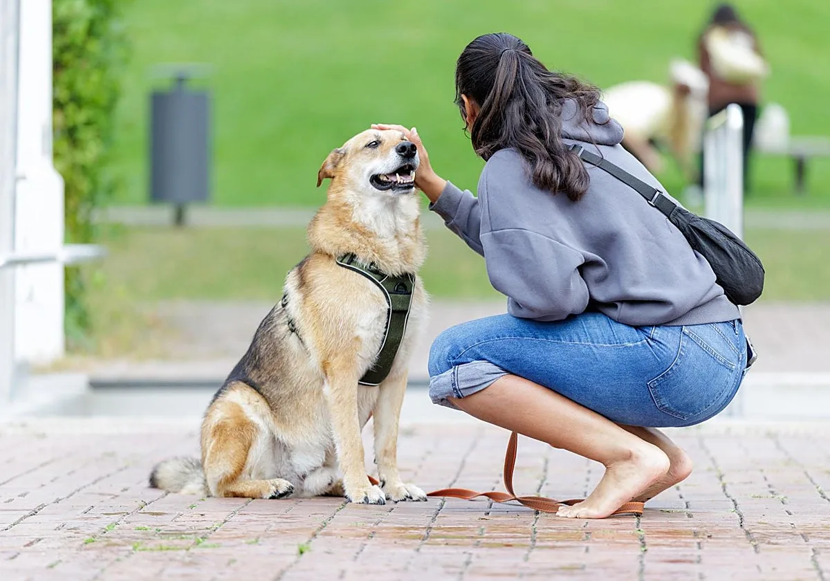 Uno de cada tres españoles piensa que los animales pueden «planificar sus acciones» como los humanos